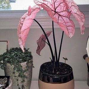 Pink Princess Symphony Caladium PPP Plant Houseplants Live Plants Bulbs or 2.5 x 4 Inch Pot Pink Small Starter Pre-Order March image 2