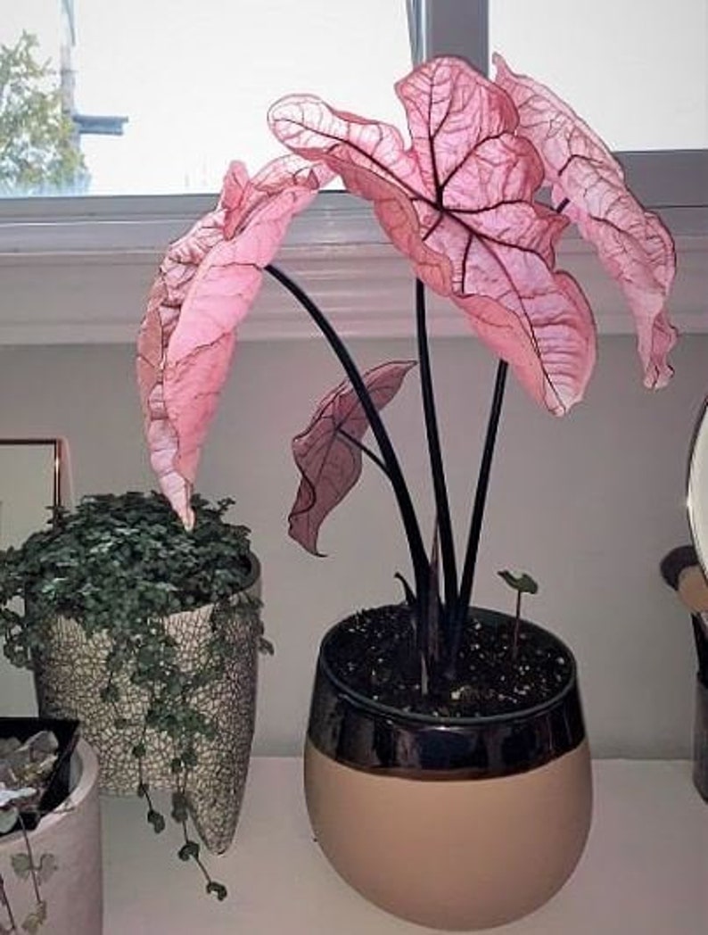 Pink Princess Symphony Caladium PPP Plant Houseplants Live Plants Bulbs or 2.5 x 4 Inch Pot Pink Small Starter Pre-Order March image 2