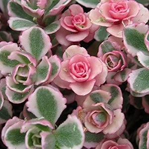 Sedum Tricolor Variegated Stonecrop Live Plants 2.5" x 4" inch potted house plants ground cover hardy Succulents