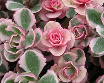 Sedum Tricolor Variegated Stonecrop Live Plants 2.5" x 4" inch potted house plants ground cover hardy Succulents