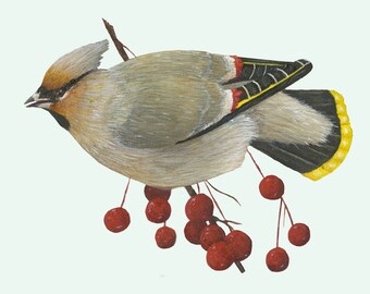 Bohemian Waxwing (Print)