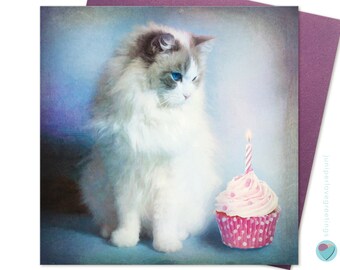 Blue Point Ragdoll Etsy