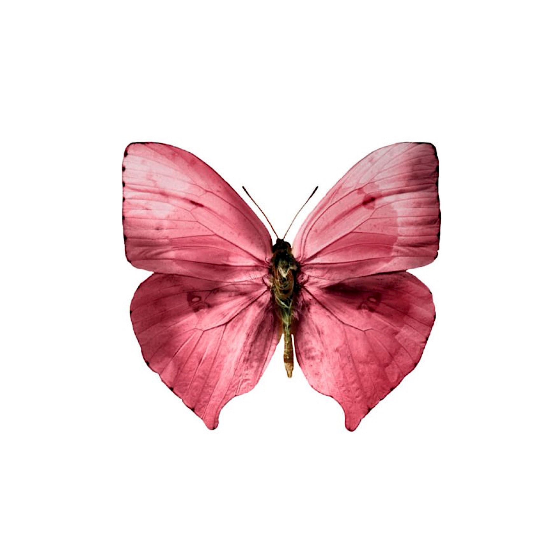 Butterfly Prints Pink Butterflies Pink Butterfly Art | Etsy