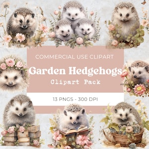 Ouriço Clipart png, Ouriço em aquarela, Animal da floresta, Clipart de animal fofo, Jardim | Download digital | Uso Comercial | 13 Png 300 Dpi