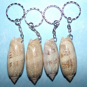 Seashell Keychain, Local and Exotic Seashell Keyring, 2nd Listing