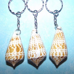 Seashell Keychain, Local and Exotic Seashell Keyring, 3rd Listing