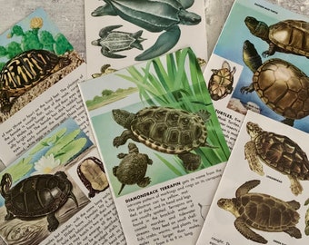 14 small vintage turtle book pages | old illustrated paper pack | cottage core ephemera lot for nature themed craft or junk journal supply