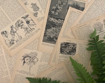 Vintage botanical paper pack | 1940s illustrated book pages from Gardening Encyclopedia | shabby ephemera lot for craft, junk journal