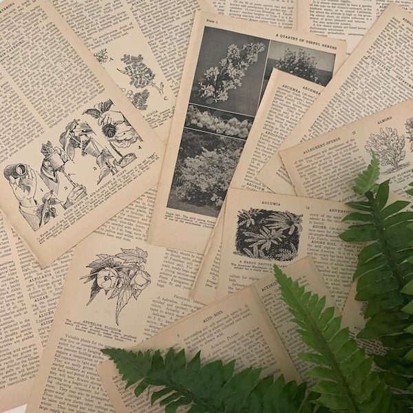 Vintage botanical paper pack | 15 1940s illustrated book pages from Gardening Encyclopedia | old shabby ephemera lot for craft, junk journal