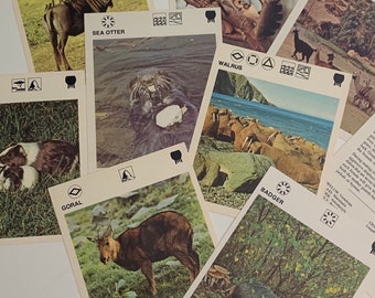 8 vintage animal flashcards | 1970s | photos on front, facts on back | illustrated animal ephemera lot for crafts, junk journal supply