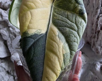 alocasia maharani lemon lime rare corm none TC
