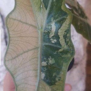Alocasia Pseudo Sanderiana pink corm