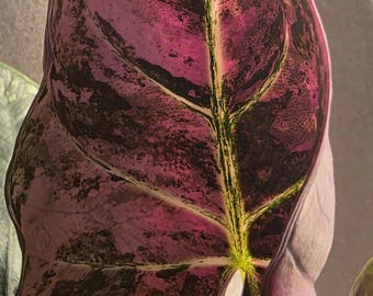 alocasia pink reginae very rare ( corm only ) none TC smaller corm about to sprout