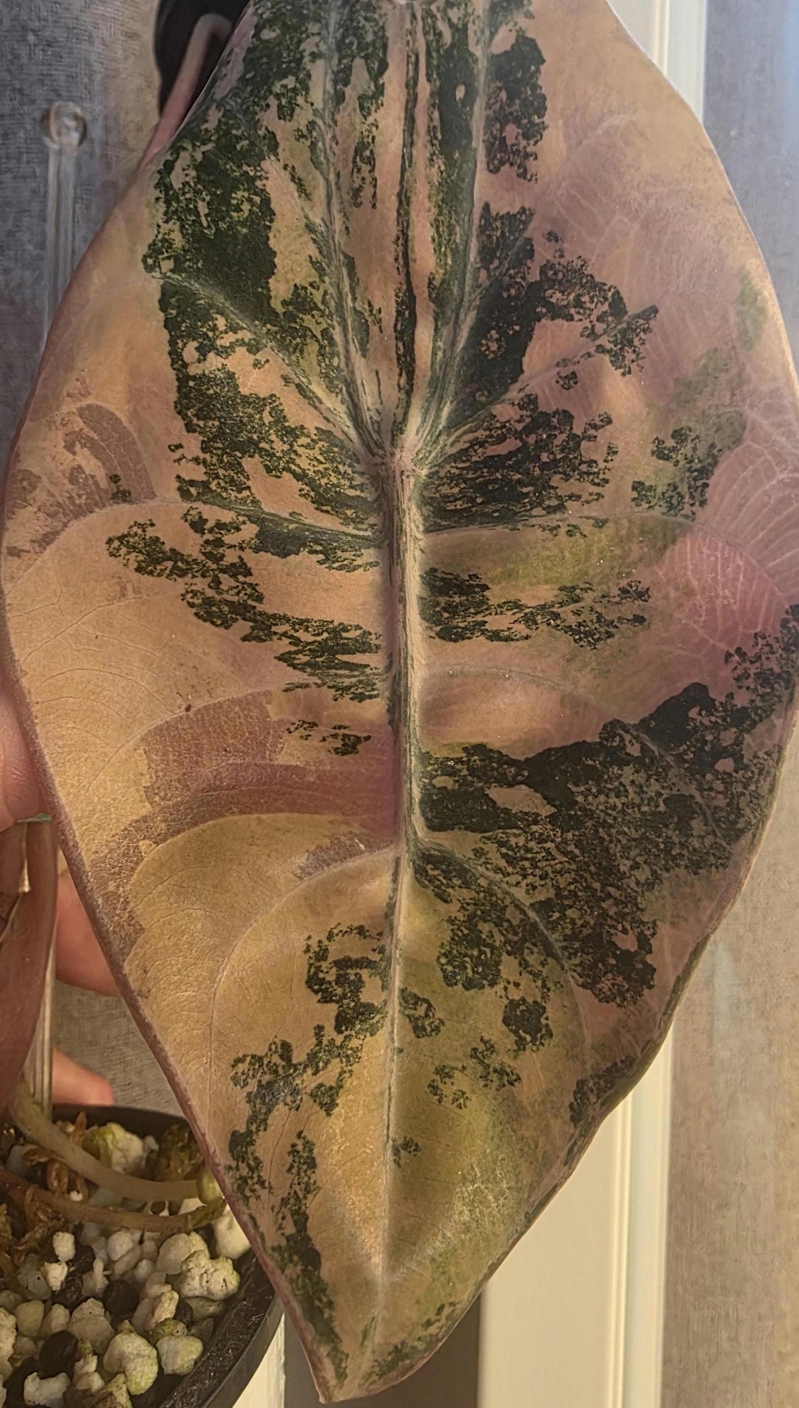 Alocasia Cuprea Pink Variegated Tc - Etsy Canada