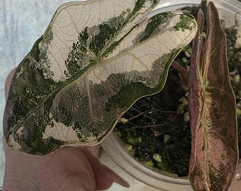 alocasia pink psuedo corm grown pup none TC mother