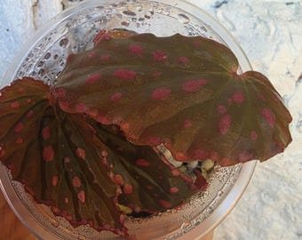 Begonia Darth x Negrosensis starter plant lightly rooted