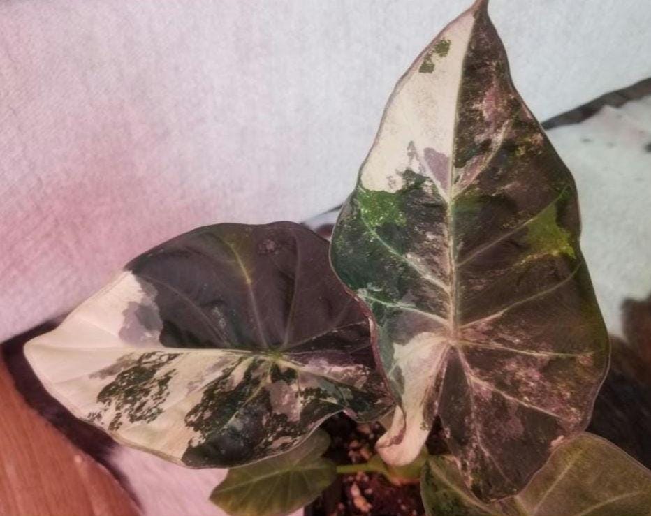 Alocasia regal shields - Etsy 日本