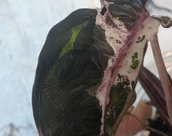 alocasia pink plumbea mutation CORM ONLY rare very hard to find