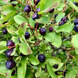 Common Huckleberry seeds. 100 +   Vaccinium membranaceum Mountain Huckleberry. From berries picked in the northwest of Montana