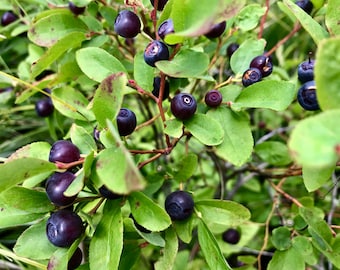 Mountain Huckleberry seeds. 100 +   Vaccinium membranaceum berries picked in the northwest of Montana