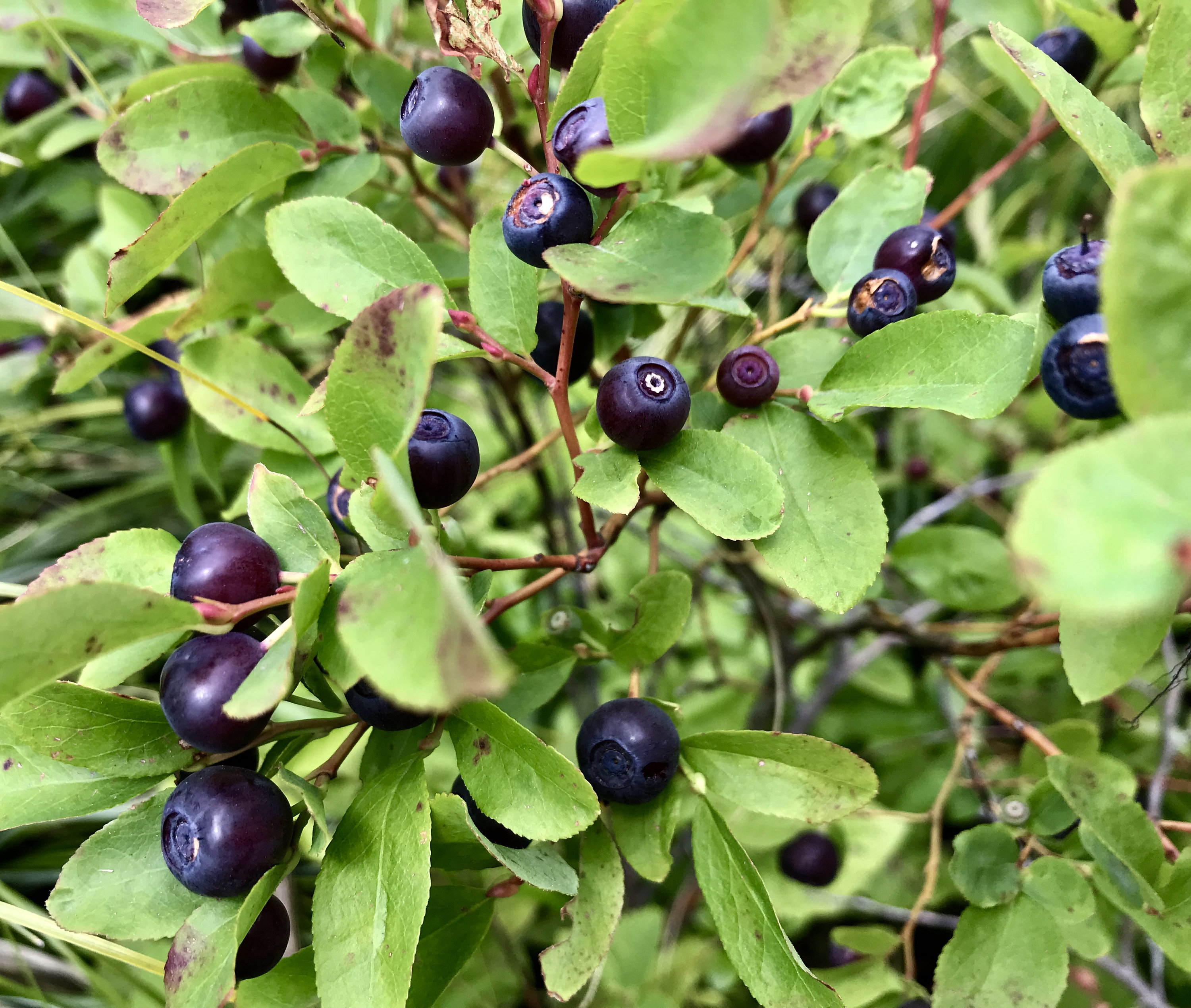 Common Huckleberry seeds. 100 Vaccinium membranaceum Etsy