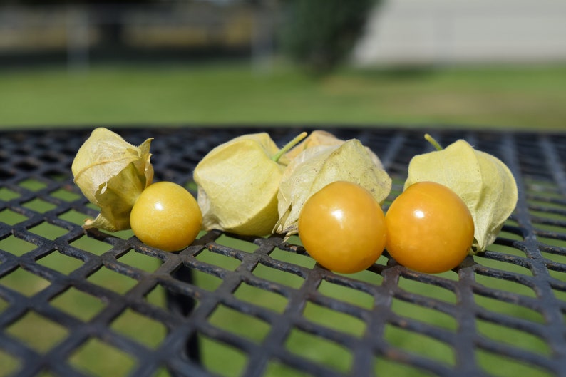 100 Peruvian Ground Cherry Seeds Cape Gooseberry Seeds. Etsy