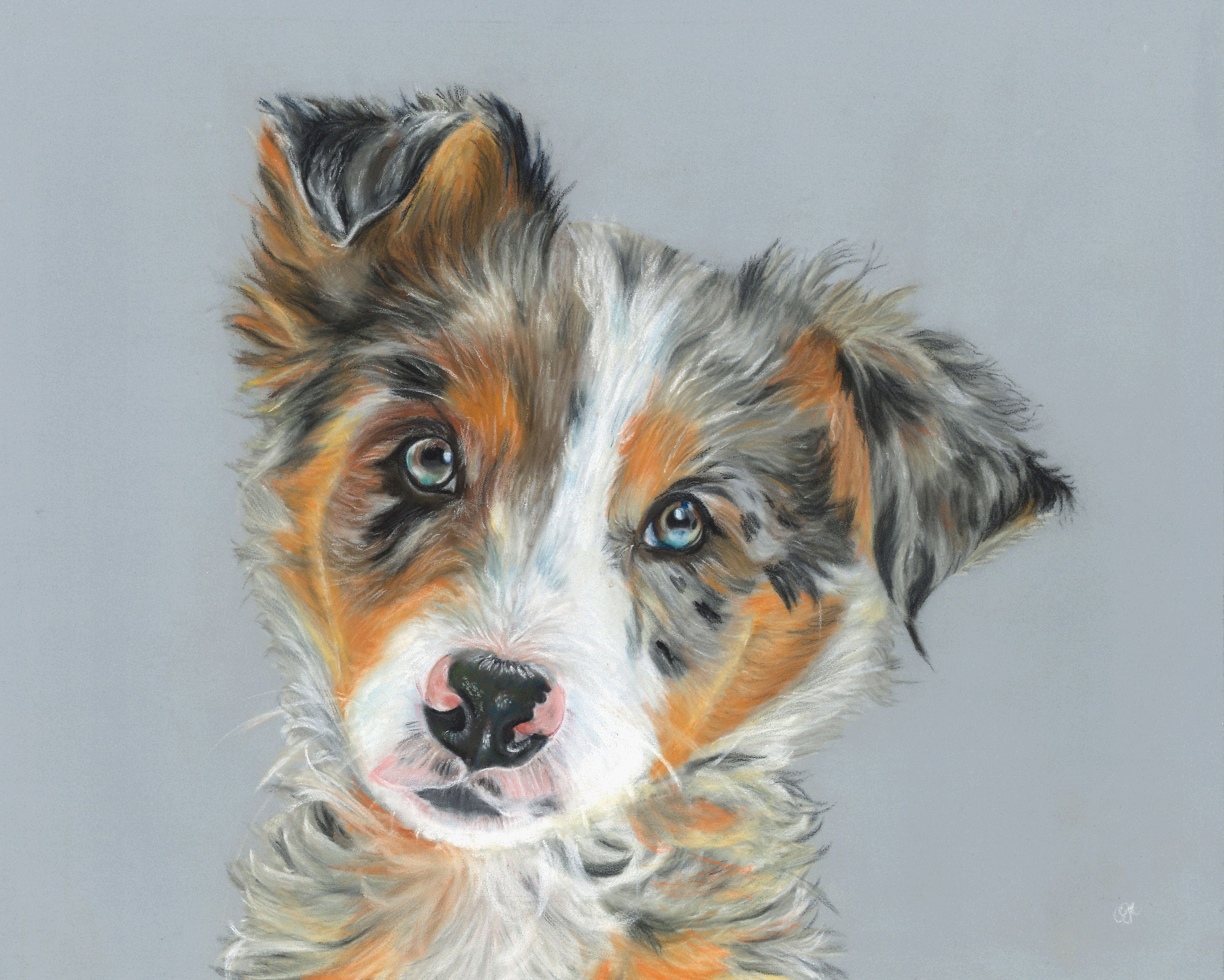 Australian shepherd puppy ACEO print Ltd Edition | Etsy