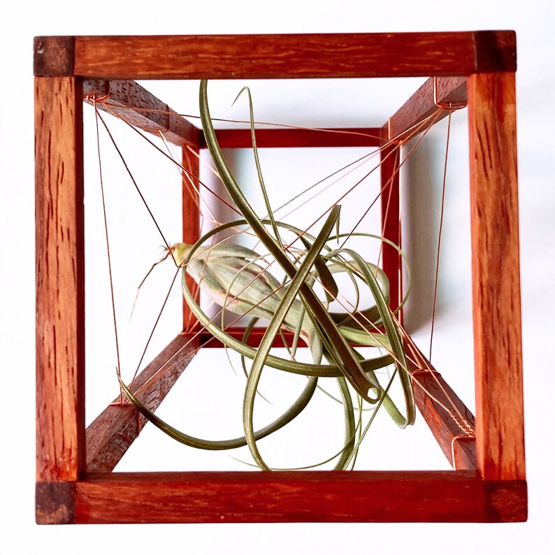 Geometric  Bonsai Tall Copper Wire Air Plant Holder Etsy