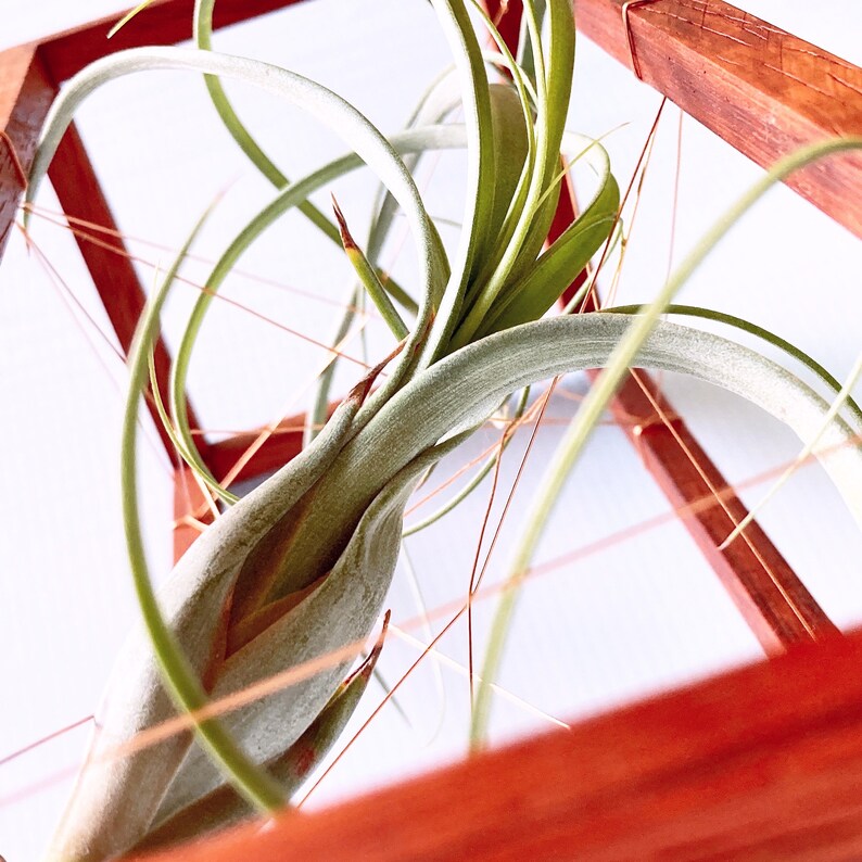 Geometric  Bonsai Tall Copper Wire Air Plant Holder Etsy