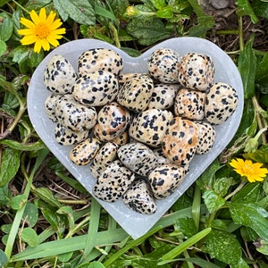 Dalmatian Jasper, Dalmatian Jasper Tumbled Stones, Dalmatian Jasper Tumble Stone, Polished, Jasper, Energy