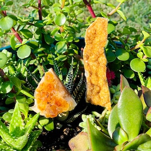 May include: Two orange citrine crystal clusters, one tall and thin, the other shorter and wider, are nestled among green succulents in a pot.