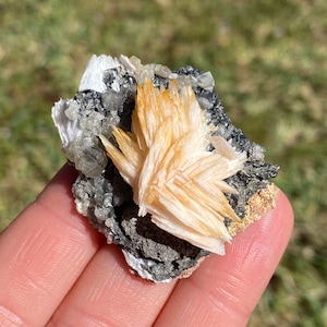 May include: A cluster of white and orange barite crystals on a dark gray matrix. The crystals are sharp and well-defined, with a delicate, layered structure.