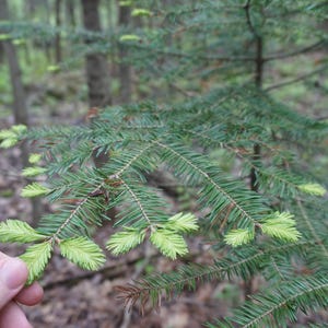 Balsam Fir Needles from Maine. Wild harvested sustainably