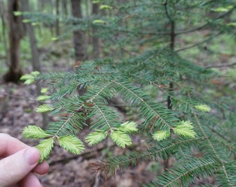 Balsam Fir Needles from Maine. Wild harvested sustainably