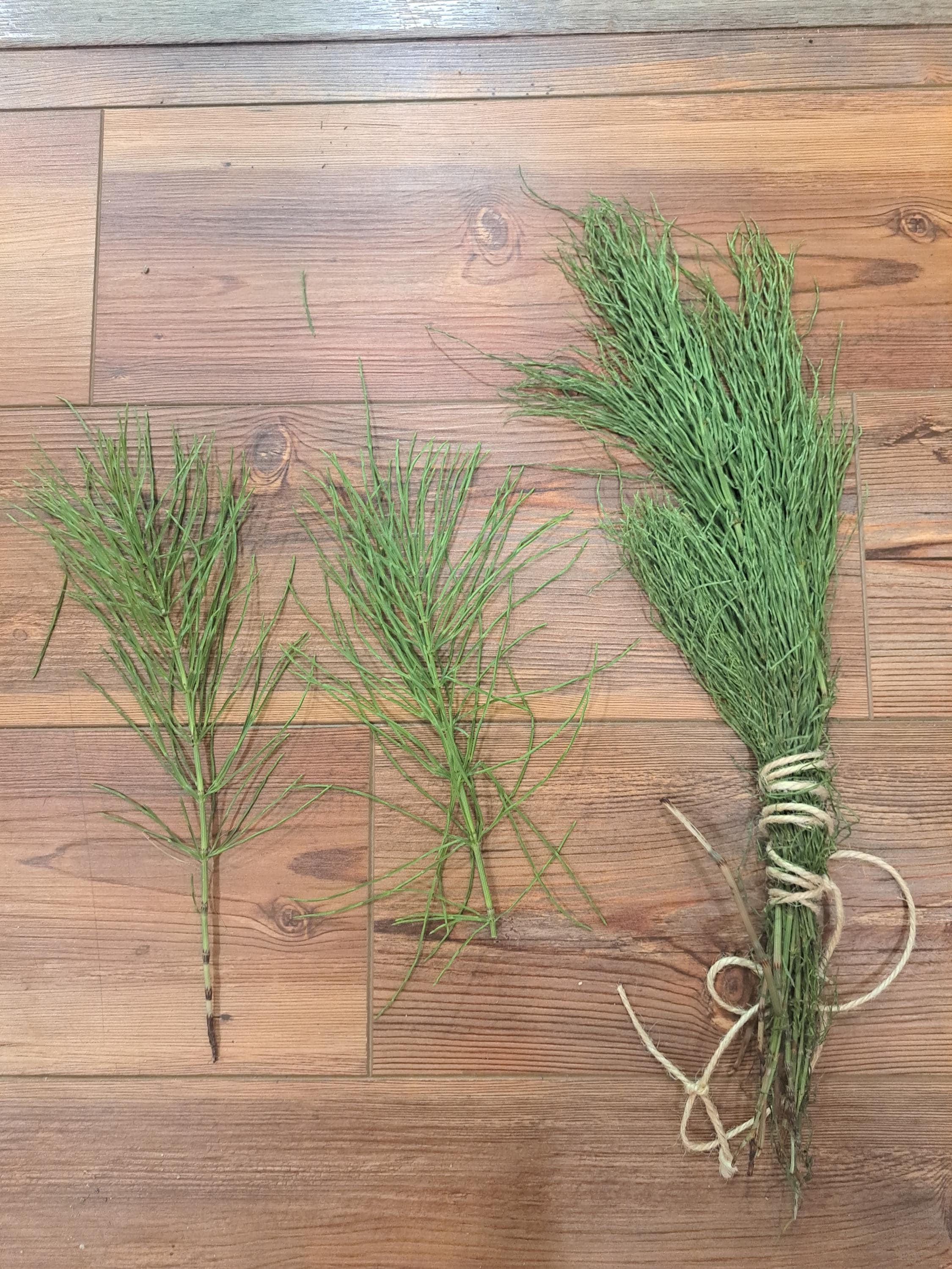Wild Horsetail from Maine. Dry or Fresh