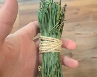 Agujas de pino silvestre de Maine. Té orgánico de pino blanco del este (Pinus strobus).