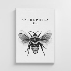 Pálido Abelha Bumblebee Inseto Animal Impressão Grande Lona Ilustração Arte Impressão Casa Arte Da Parede Decoração Do Berçário Presente Perfeito | IC20