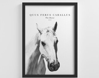 The Horse Animal Print Frameless Poster Illustration Art Print Home Wall Art Nursery Decor Perfect Gift | IC19