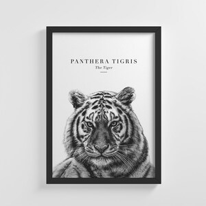 The Tiger Wild Cat Animal Print Frameless Poster Illustration Art Print Home Wall Art Nursery Decoration Perfect Gift | IC18