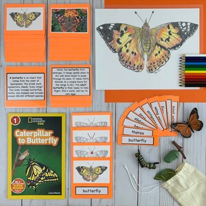 May include: A colorful educational set for learning about the life cycle of a butterfly. The set includes a book, cards with butterfly body parts, a butterfly illustration, and a butterfly model.
