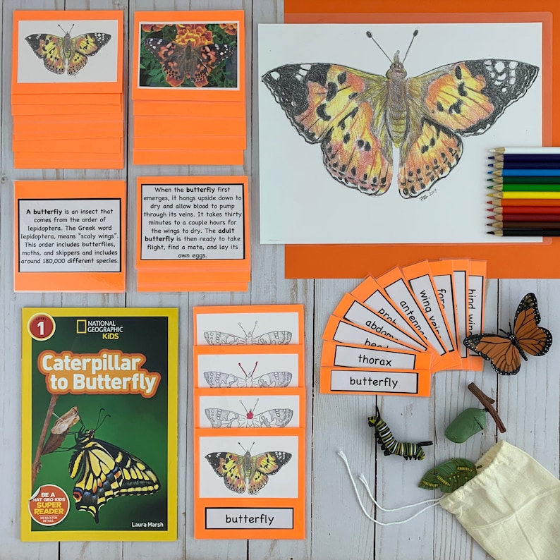 May include: A colorful educational set for learning about the life cycle of a butterfly. The set includes a book, cards with butterfly body parts, a butterfly illustration, and a butterfly model.
