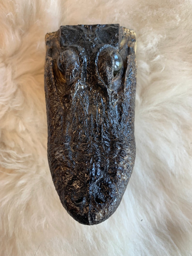 Alligator Head