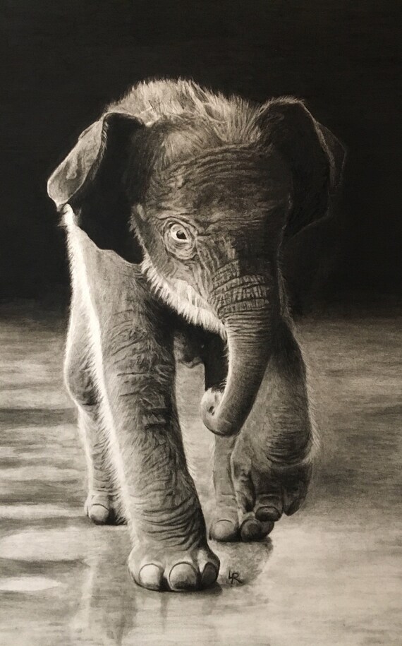 Featured image of post Baby Elephant Drawing Realistic : Elephant drawing drawings drawing tutorial animal sketches watercolor elephant elephant sketch creature drawings technical drawing step by step learn how to draw an elephant for kids, with my easy step by step tutorial.
