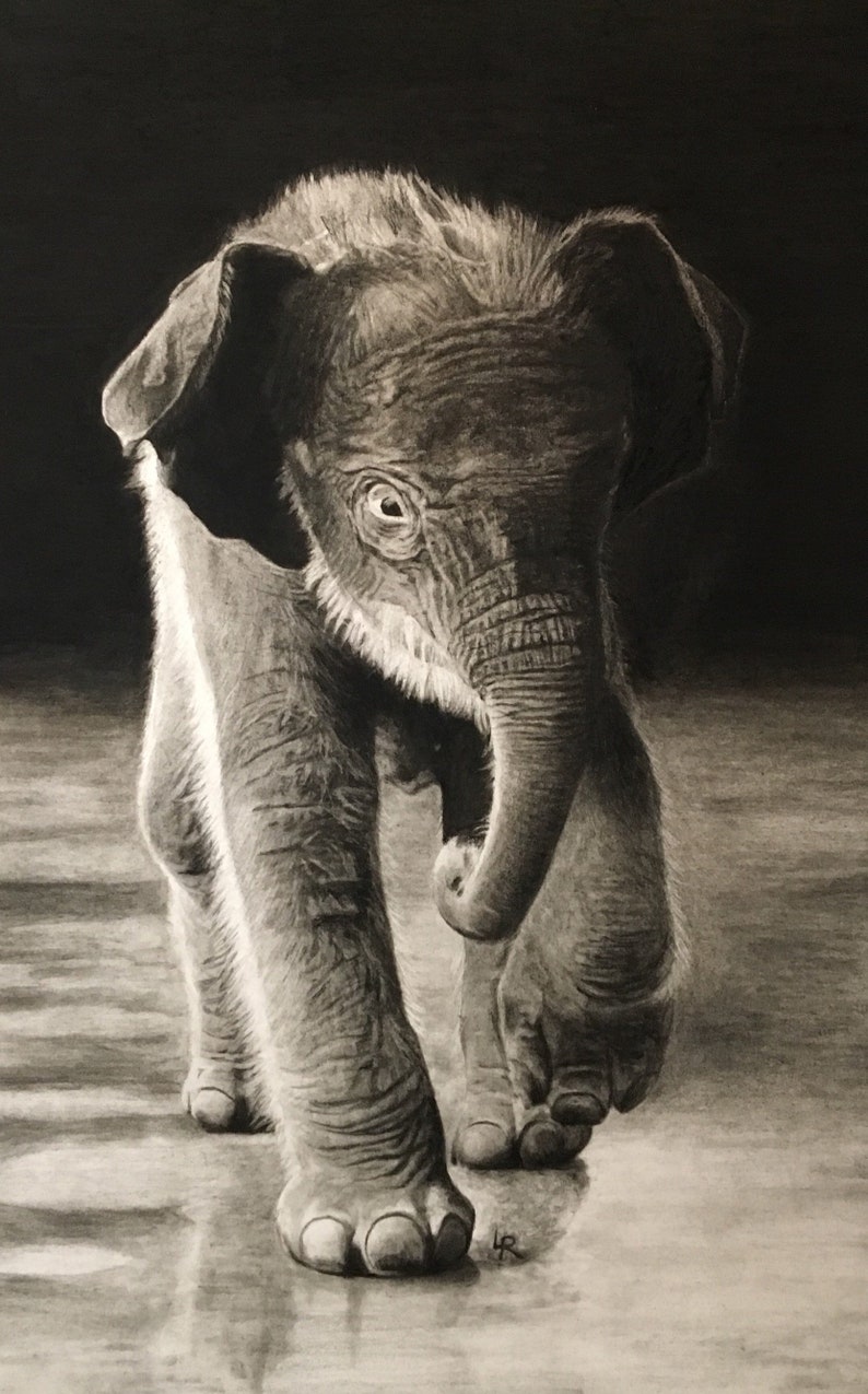 Original Charcoal Drawing, Baby Elephant, Fine Art, Realism Art