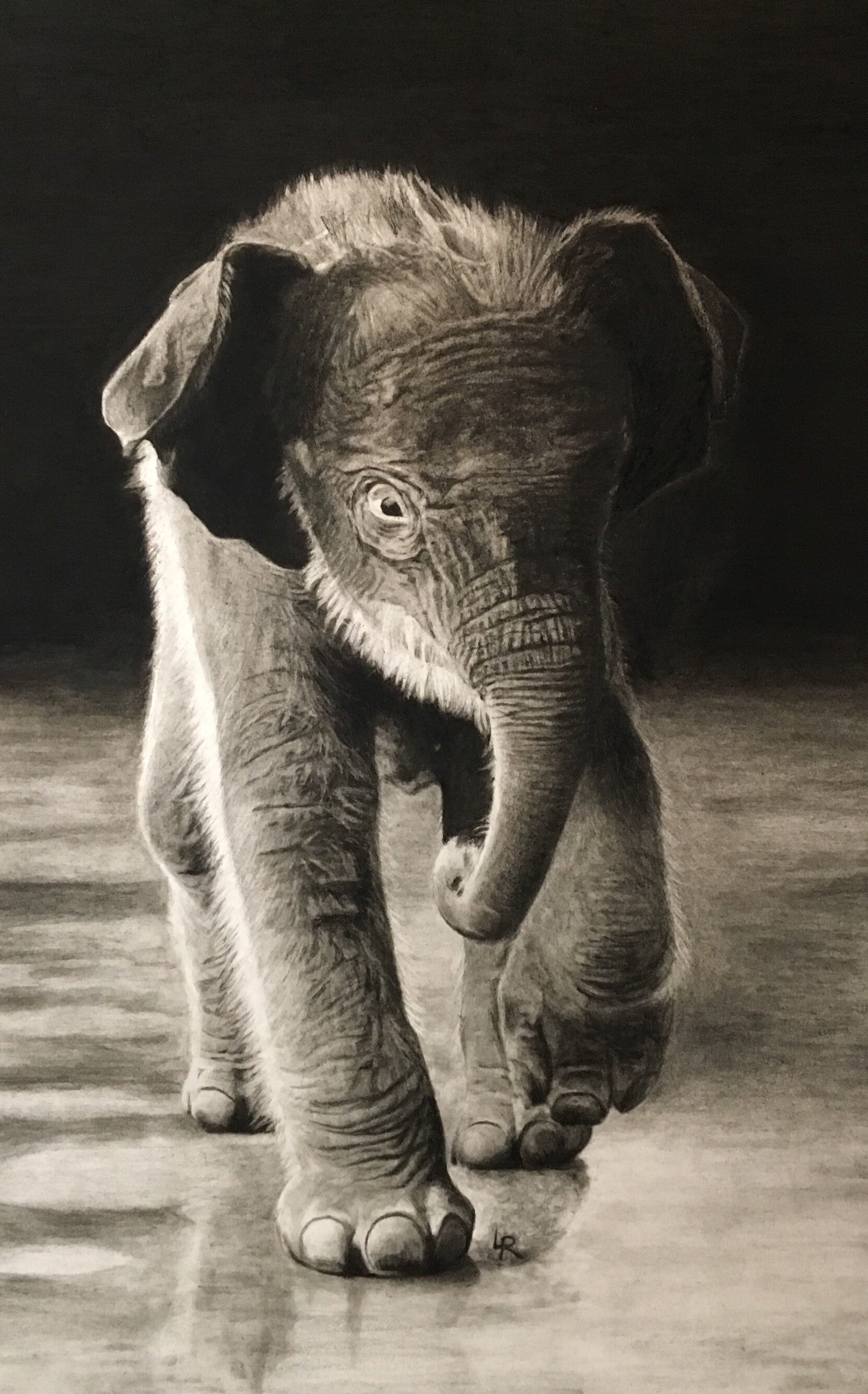 Dessins Au Fusain Bebe Elephant Fine Art Art De Realisme Etsy
