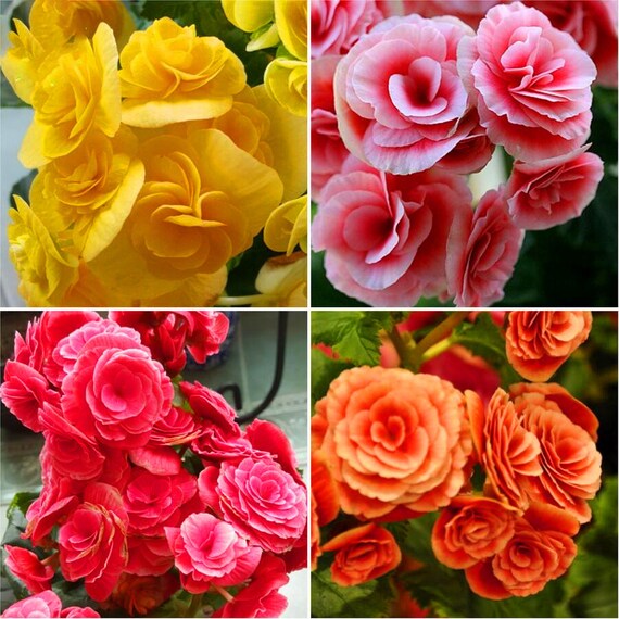 100pcs/bag Rieger begonias Seeds Begonia x aelatior