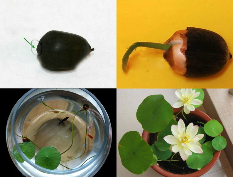 Image result for bowl lotus