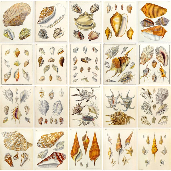 Collection of vintage shell drawings and illustrations displayed as a collage.   Both Portrait & Landscape Orientation