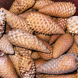 May include: A close-up of a brown basket filled with a variety of pine cones. The cones are all different sizes and shapes, and they have a rough, textured surface.