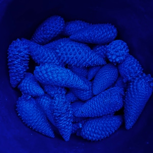 Puede incluir: Primer plano de un grupo de pi&ntilde;as azules en un recipiente azul oscuro. Las pi&ntilde;as est&aacute;n dispuestas en un patr&oacute;n aleatorio, con algunas superpuestas.